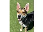 Adopt Taylor a Shepherd, Mixed Breed
