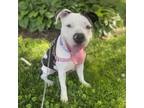 Adopt Goose a Pit Bull Terrier