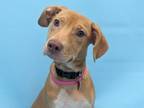 Adopt Goldie a Catahoula Leopard Dog, Mixed Breed