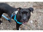 Adopt Barbie a American Staffordshire Terrier, Mixed Breed