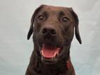 Adopt Basil a Labrador Retriever, Mixed Breed