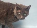 Adopt Mariposa a Domestic Short Hair