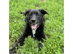 Adopt Emily a Black Labrador Retriever, Mixed Breed
