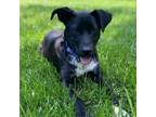 Adopt Shia a Labrador Retriever, Mixed Breed