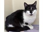 Adopt Shirley a Domestic Short Hair