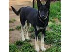 Adopt Ruby a German Shepherd Dog