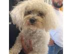 Adopt Miley a Poodle