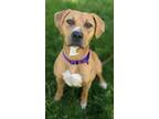 Adopt Honey a Mixed Breed