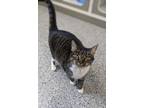 Adopt Darcey a Domestic Short Hair