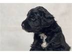 Mutt Puppy for sale in Valdosta, GA, USA