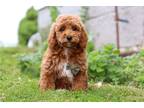 Mutt Puppy for sale in Canton, OH, USA