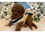 Maltipoo Puppy for sale in Fayetteville, AR, USA
