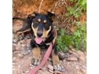 Adopt Emilee a Mixed Breed