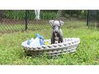 Italian Greyhound Puppy for sale in Fort Worth, TX, USA