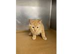 Adopt Philiciti a Domestic Short Hair