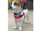 Adopt Angelica a Parson Russell Terrier, Mixed Breed