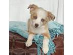 Miniature Australian Shepherd Puppy for sale in Stockton, UT, USA