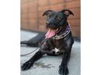 Adopt Ginny a Mixed Breed, American Staffordshire Terrier