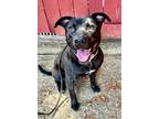 Adopt Ginny a Mixed Breed, American Staffordshire Terrier