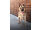 Adopt Riley a German Shepherd Dog