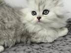 Shaded Silver Persian Ariel