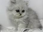 Shaded Silver Persian Alice