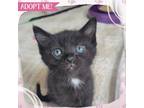 Adopt Alchemy a Domestic Short Hair