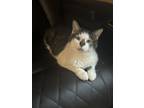 Adopt Baughns : Clover a Domestic Short Hair