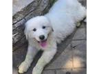 Adopt Kazzara a Great Pyrenees, Mixed Breed