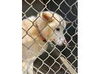 Adopt Laila a Shiba Inu, Husky