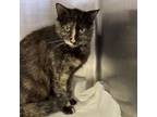 Adopt Viper CFS 240038102 a Domestic Short Hair