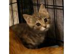 Adopt Tessa a Domestic Short Hair