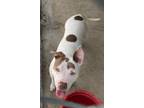 Adopt Puddles a Pit Bull Terrier