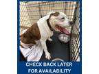 Adopt Loyalty a Pit Bull Terrier, Mixed Breed