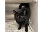 Adopt General Georgia a Domestic Short Hair