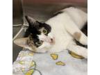 Adopt Madison a Domestic Short Hair