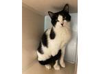 Adopt Robin a Domestic Short Hair