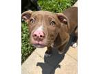 Adopt Bacon a Pit Bull Terrier, Mixed Breed