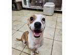 Adopt Karina a Jack Russell Terrier