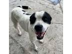 Adopt Rainey a Staffordshire Bull Terrier, Mixed Breed