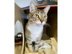 Adopt Channing a Domestic Short Hair