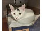 Adopt Gardenia a Domestic Short Hair