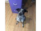 Adopt Astrid a Australian Cattle Dog / Blue Heeler