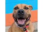 Adopt Darling a Mixed Breed