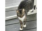 Adopt Lily a Domestic Short Hair