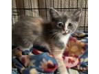 Adopt Tilly a Domestic Short Hair