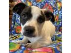 Adopt Regal a Pit Bull Terrier, Mixed Breed