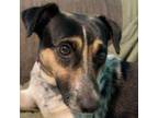 Adopt Clementine a Mixed Breed