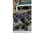 Adopt Betty B6 a Labrador Retriever