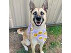 Adopt Akoma a German Shepherd Dog, Mixed Breed